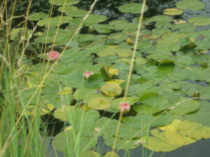 pond